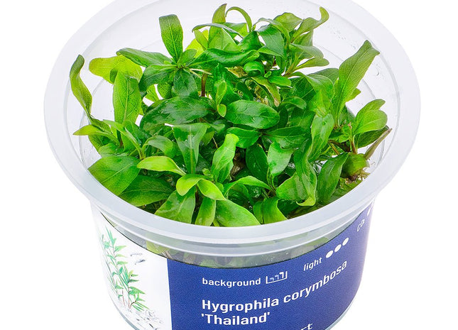 Hygrophila corymbosa 'Thailand' - InVitro - GarnelenTv-Shop