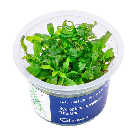 Hygrophila corymbosa 'Thailand' - InVitro - GarnelenTv-Shop