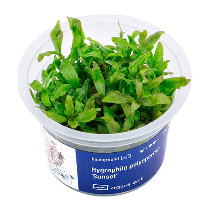 Hygrophila polysperma 'Sunset' - InVitro - GarnelenTv-Shop