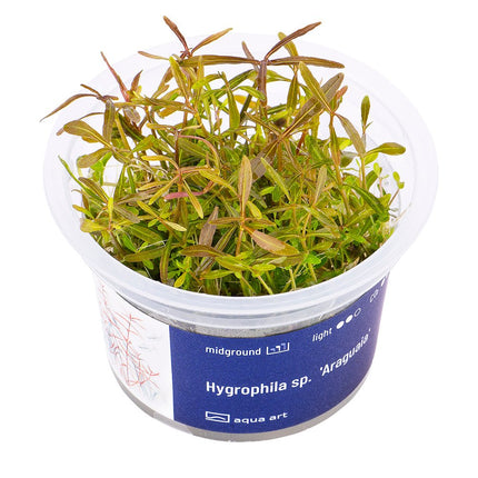 Hygrophila sp. 'Araguaia' - InVitro - GarnelenTv-Shop