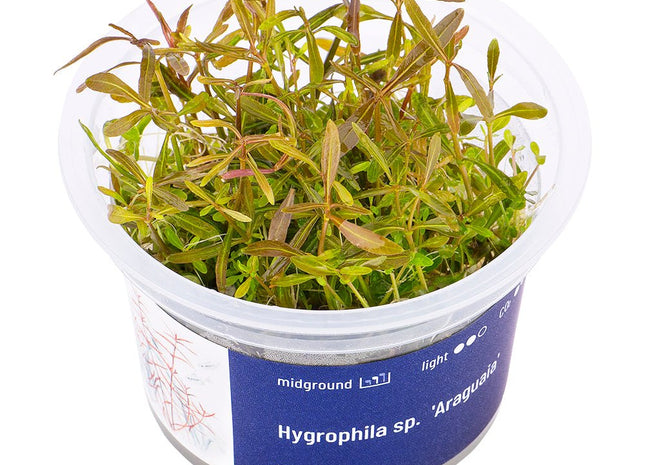 Hygrophila sp. 'Araguaia' - InVitro - GarnelenTv-Shop