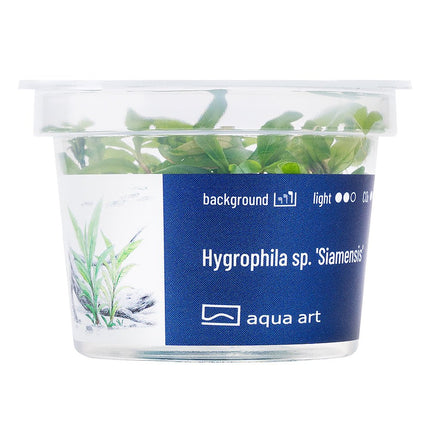 Hygrophila sp. 'Siamensis' - InVitro - GarnelenTv-Shop