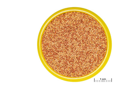 JBL PRONOVO COLOR GRANO - 100ml