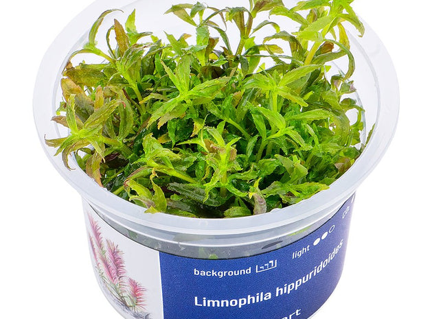 Limnophila hippuridoides - InVitro - GarnelenTv-Shop