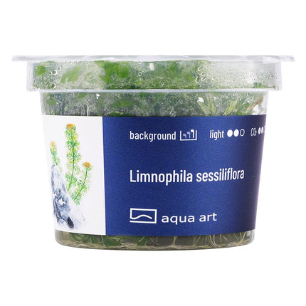 Limnophila sessiliflora - InVitro - GarnelenTv-Shop
