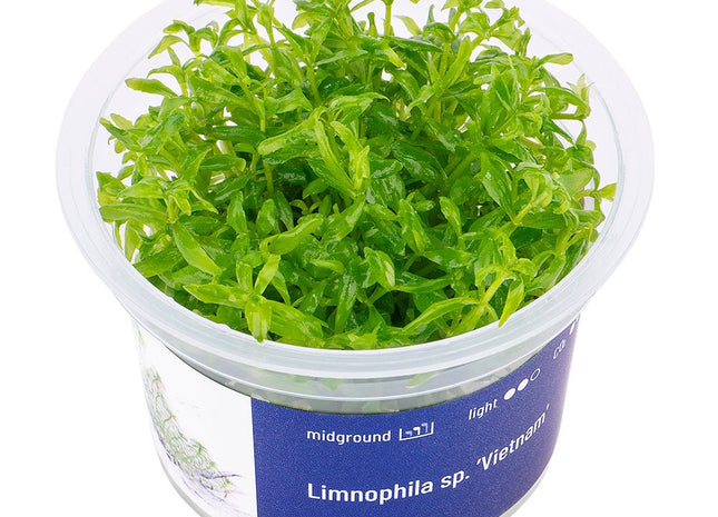 Limnophila sp. ’Vietnam’ - InVitro - GarnelenTv-Shop