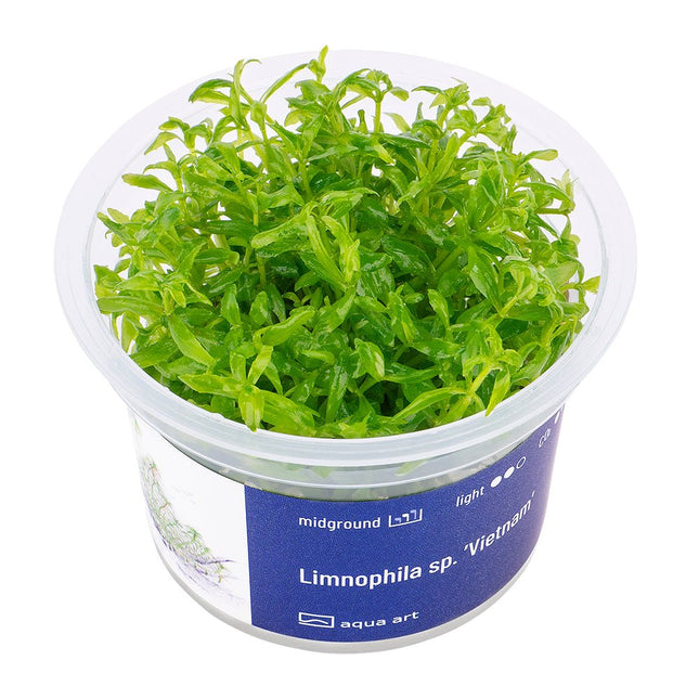 Limnophila sp. ’Vietnam’ - InVitro - GarnelenTv-Shop