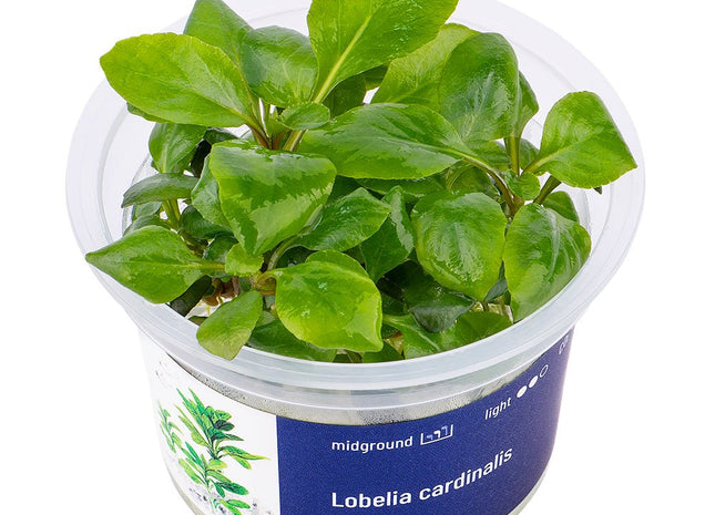 Lobelia cardinalis - InVitro - GarnelenTv-Shop