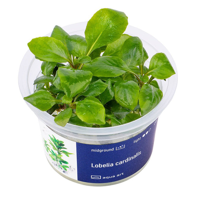 Lobelia cardinalis - InVitro - GarnelenTv-Shop