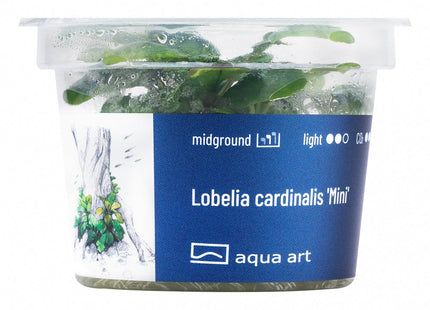 Lobelia cardinalis ’Mini’ - InVitro - GarnelenTv-Shop