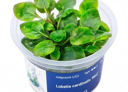 Lobelia cardinalis ’Mini’ - InVitro - GarnelenTv-Shop