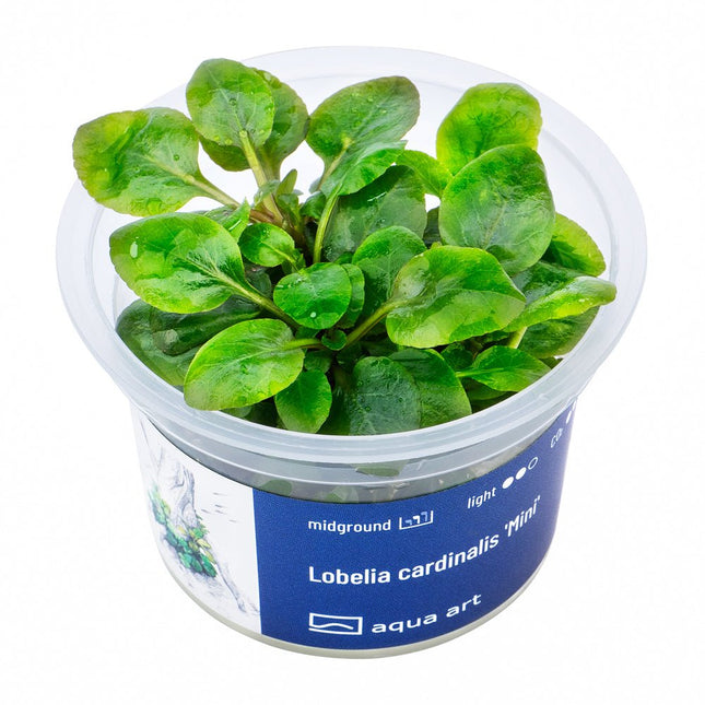 Lobelia cardinalis ’Mini’ - InVitro - GarnelenTv-Shop