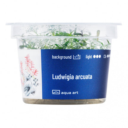 Ludwigia arcuata - InVitro - GarnelenTv-Shop