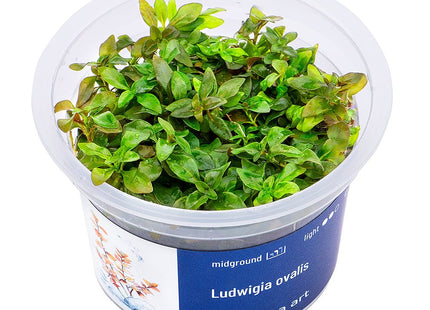 Ludwigia ovalis - InVitro - GarnelenTv-Shop