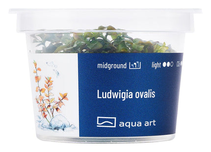 Ludwigia ovalis - InVitro - GarnelenTv-Shop