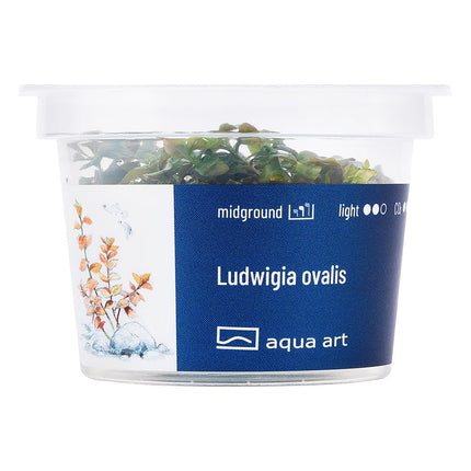 Ludwigia ovalis - InVitro - GarnelenTv-Shop
