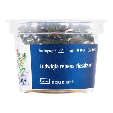 Ludwigia repens 'Mesakana' - InVitro - GarnelenTv-Shop