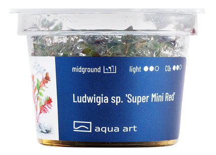 Ludwigia sp. 'Super Mini Red' - InVitro - GarnelenTv-Shop