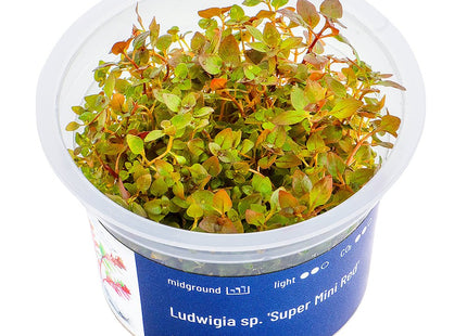 Ludwigia sp. 'Super Mini Red' - InVitro - GarnelenTv-Shop