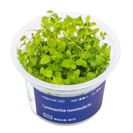 Lysimachia nummularia - InVitro - GarnelenTv-Shop
