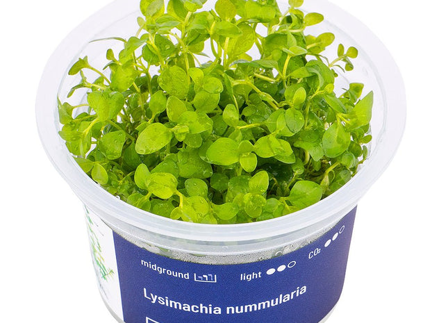 Lysimachia nummularia - InVitro - GarnelenTv-Shop