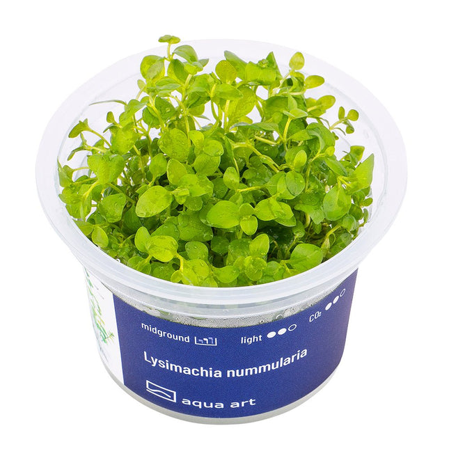 Lysimachia nummularia - InVitro - GarnelenTv-Shop