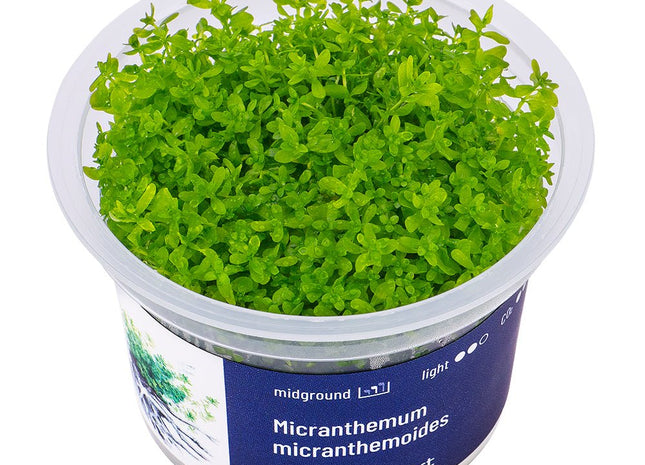 Micranthemum micranthemoides - InVitro - GarnelenTv-Shop