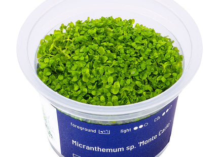 Micranthemum sp. 'Monte Carlo' - InVitro - GarnelenTv-Shop