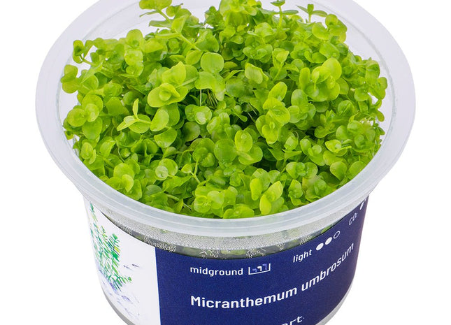 Micranthemum umbrosum - InVitro - GarnelenTv-Shop