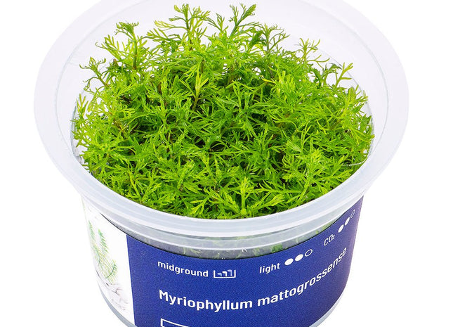 Myriophyllum mattogrossense - InVitro - GarnelenTv-Shop