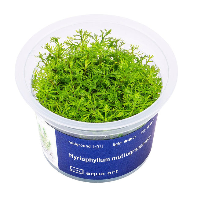 Myriophyllum mattogrossense - InVitro - GarnelenTv-Shop