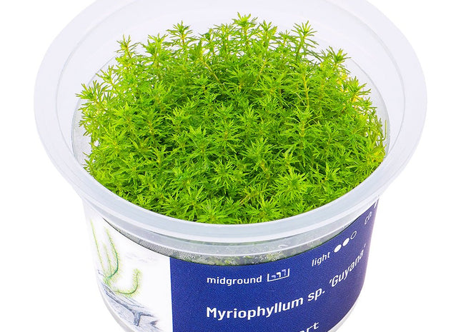 Myriophyllum sp. ’Guyana’ - InVitro - GarnelenTv-Shop