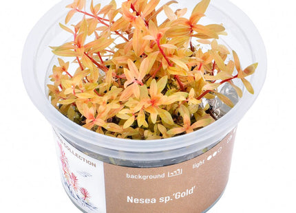 Nesea sp.’Gold’ - InVitro - GarnelenTv-Shop