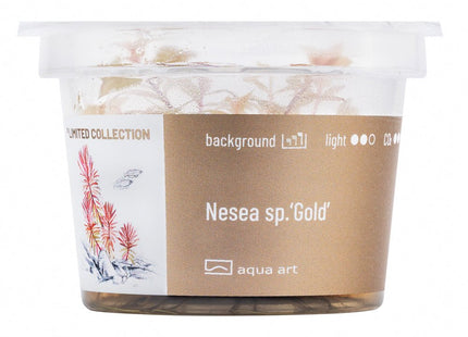 Nesea sp.’Gold’ - InVitro - GarnelenTv-Shop