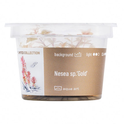 Nesea sp.’Gold’ - InVitro - GarnelenTv-Shop