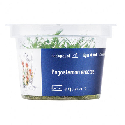 Pogostemon erectus - InVitro - GarnelenTv-Shop