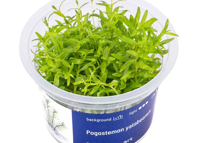 Pogostemon yatabeanus - InVitro - GarnelenTv-Shop