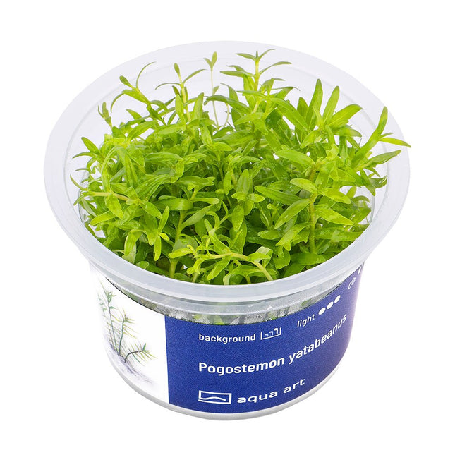 Pogostemon yatabeanus - InVitro - GarnelenTv-Shop