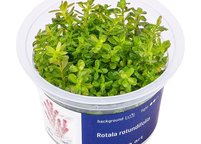 Rotala rotundifolia - InVitro - GarnelenTv-Shop