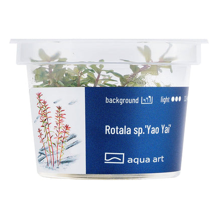 Rotala sp.'Yao Yai' - InVitro - GarnelenTv-Shop