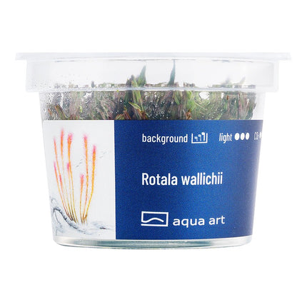 Rotala wallichii - InVitro - GarnelenTv-Shop