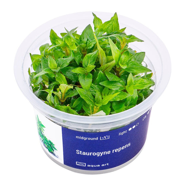 Staurogyne repens - InVitro - GarnelenTv-Shop