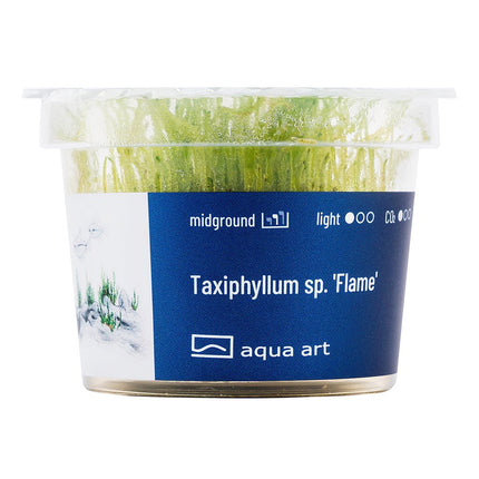 Taxiphyllum sp. 'Flame' - InVitro - GarnelenTv-Shop